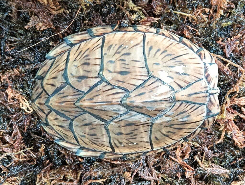 カブトニオイガメ　販売