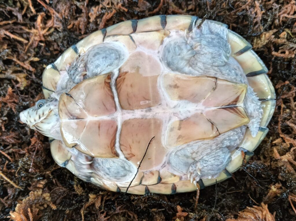 カブトニオイガメ　販売