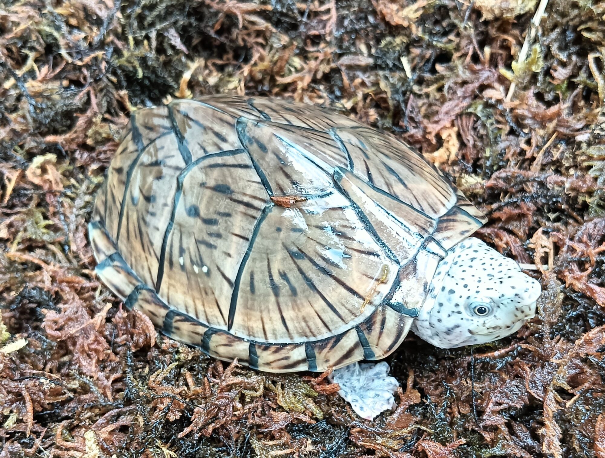 新入荷一部  詳細アップ予定