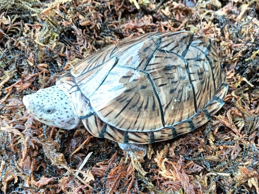 カブトニオイガメ　販売