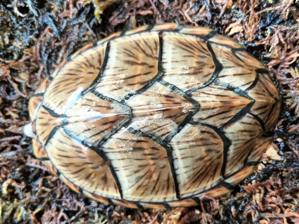 カブトニオイガメ　販売