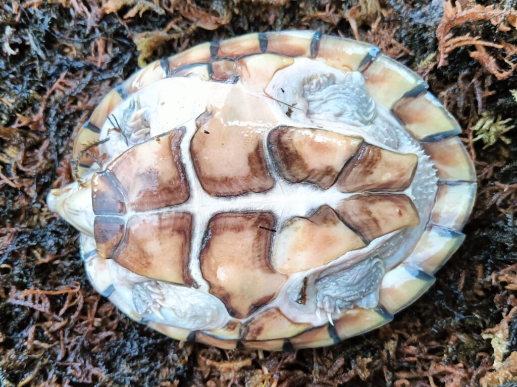 カブトニオイガメ　販売