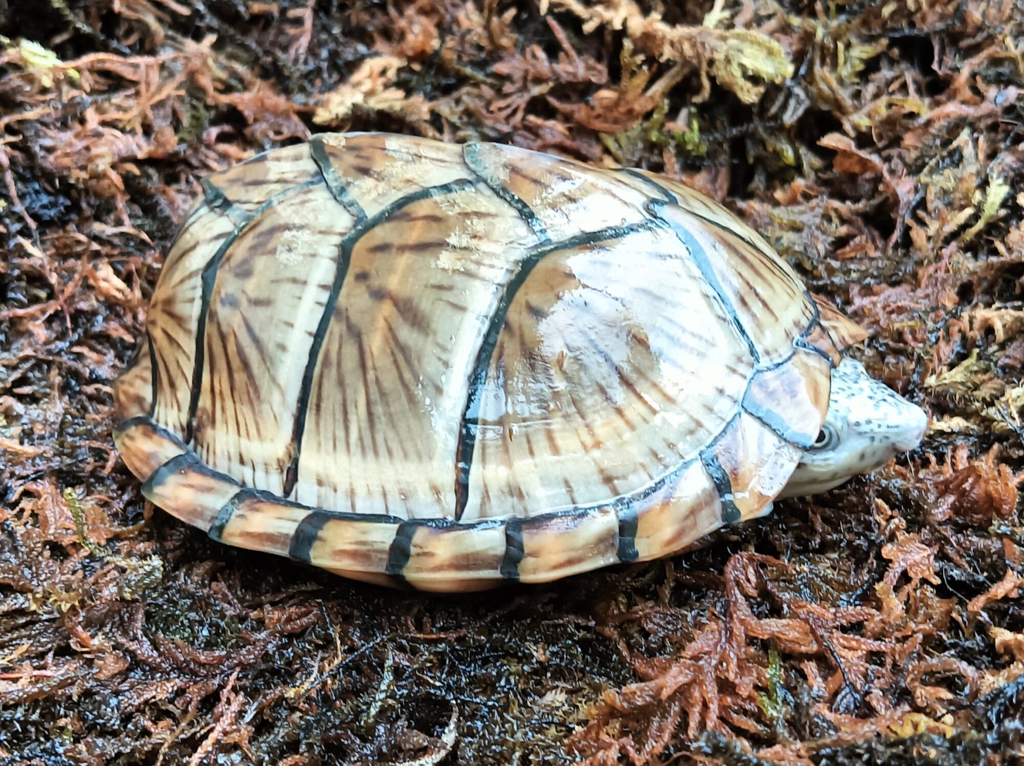 カブトニオイガメ　sc0223