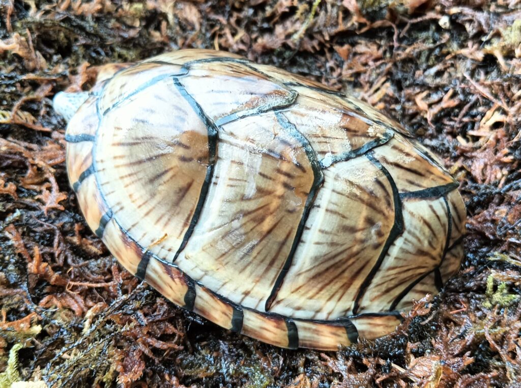 カブトニオイガメ　販売