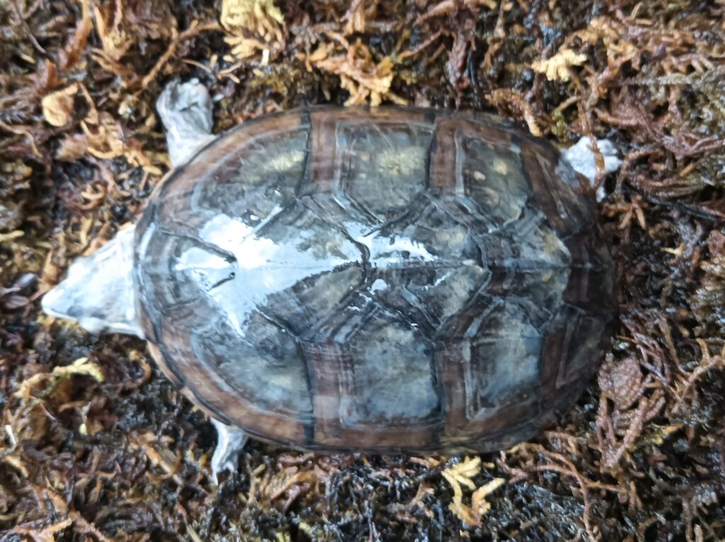 ミシシッピニオイガメ　販売