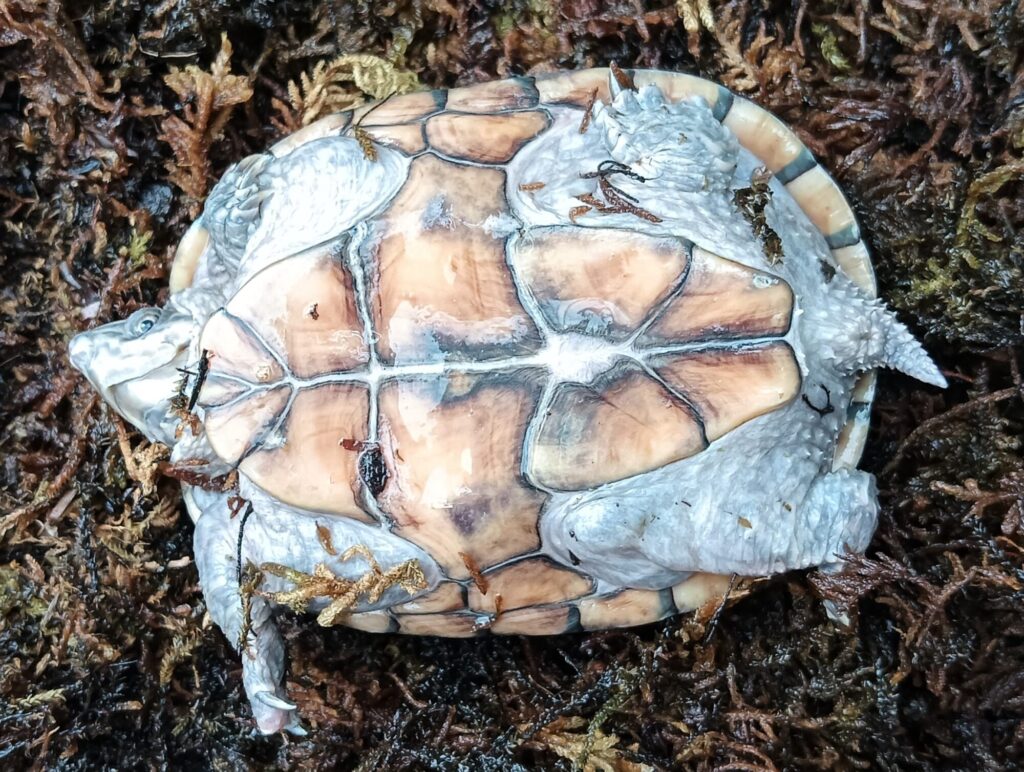 ミシシッピニオイガメ　販売