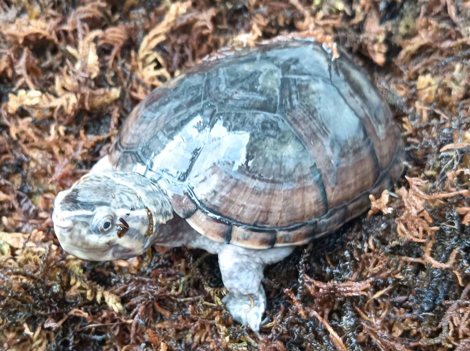 ミシシッピニオイガメ　so0123