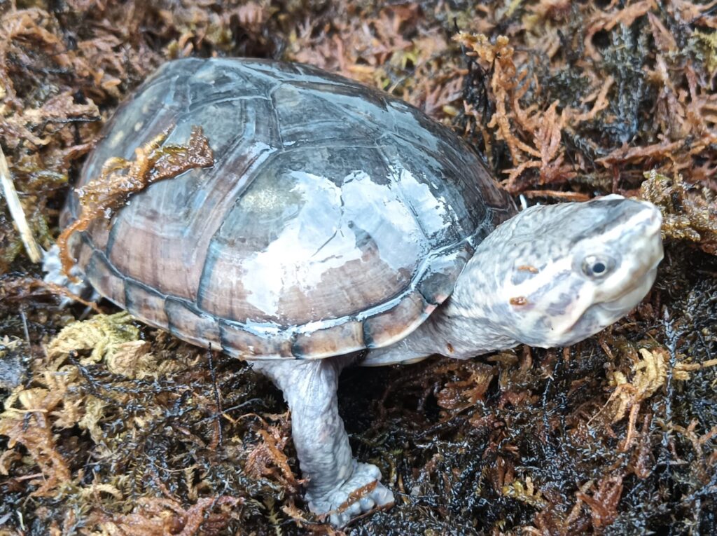 ミシシッピニオイガメ　販売