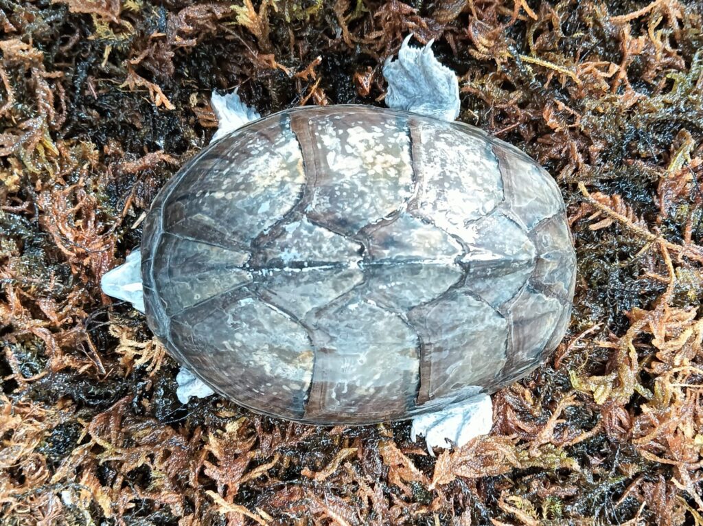 ミシシッピニオイガメ　販売