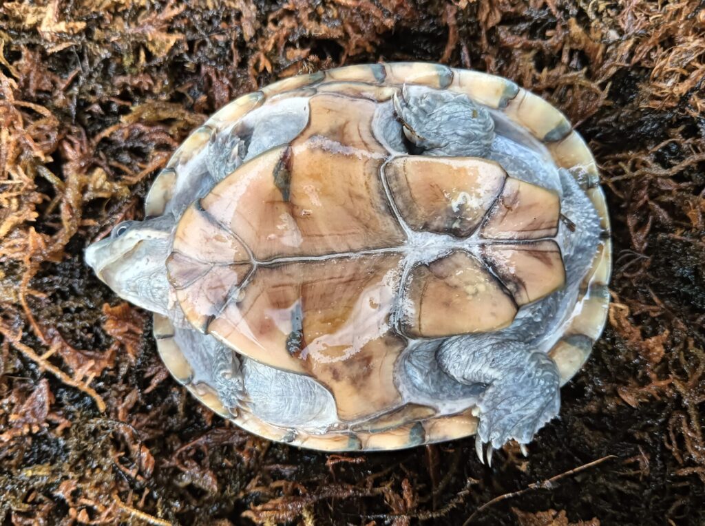 ミシシッピニオイガメ　販売