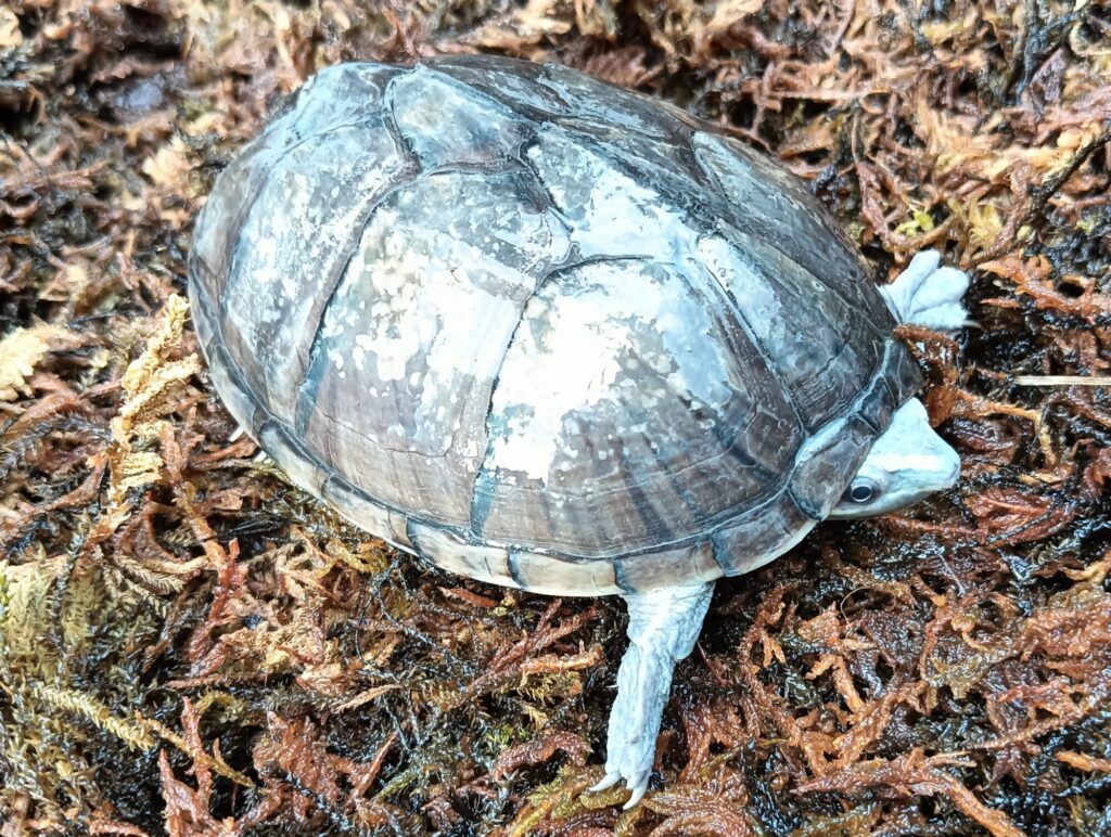 ミシシッピニオイガメ　販売