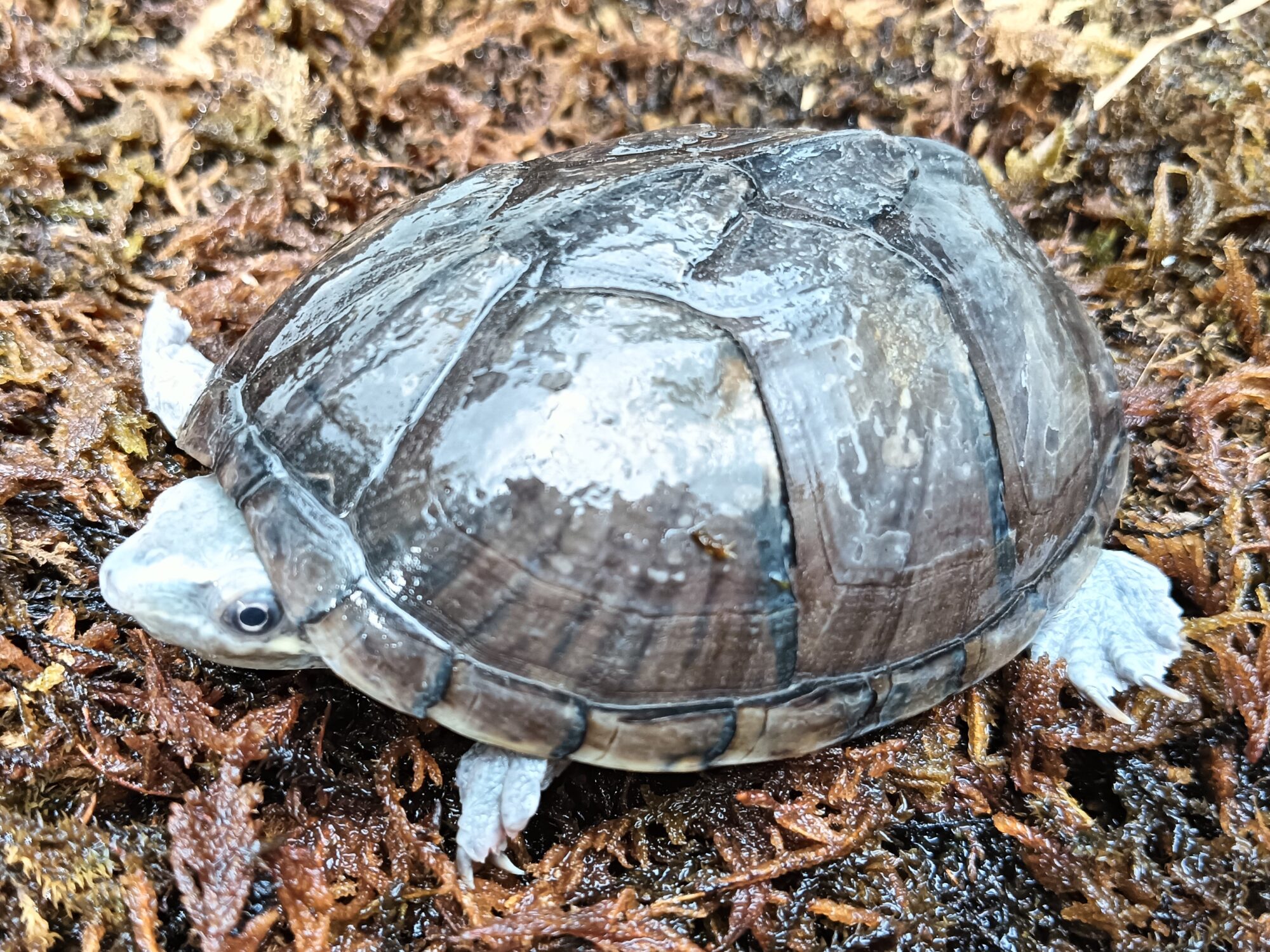 ミシシッピニオイガメ　so0124