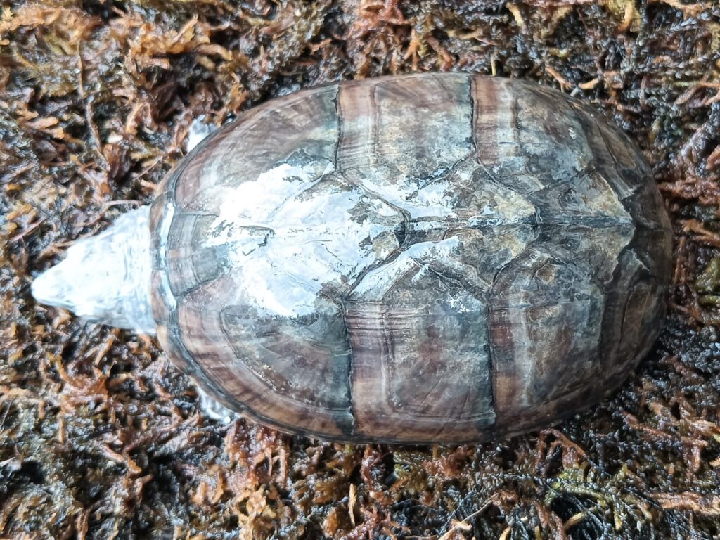 ミシシッピニオイガメ　販売