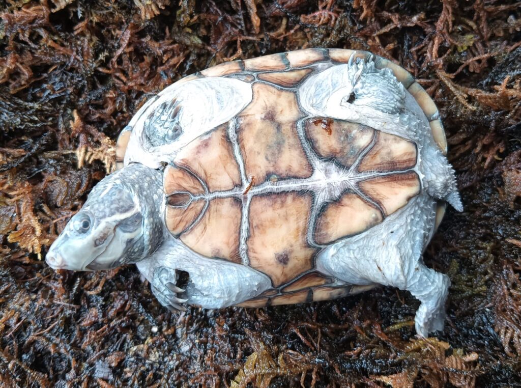 ミシシッピニオイガメ　販売
