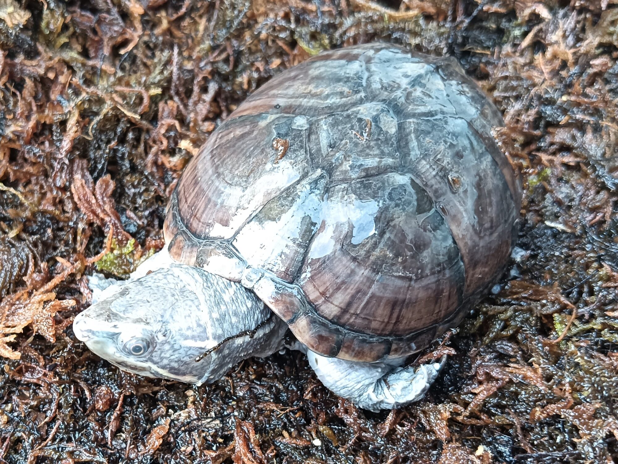 ミシシッピニオイガメ　so0323