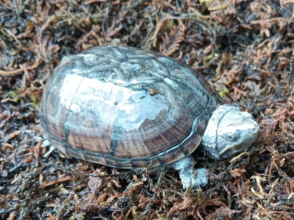 ミシシッピニオイガメ　販売