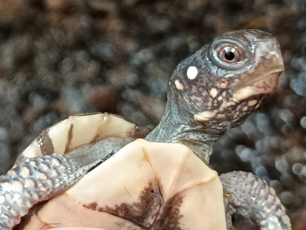 トウブハコガメ　t0625