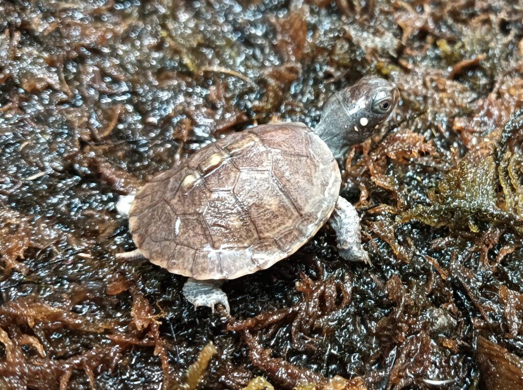 トウブハコガメ　販売