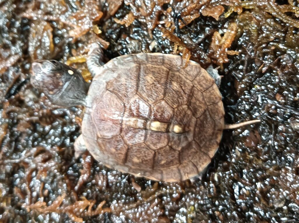 トウブハコガメ　販売