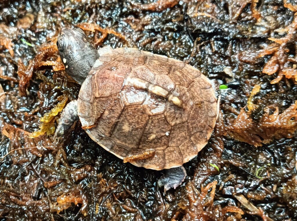 トウブハコガメ　販売