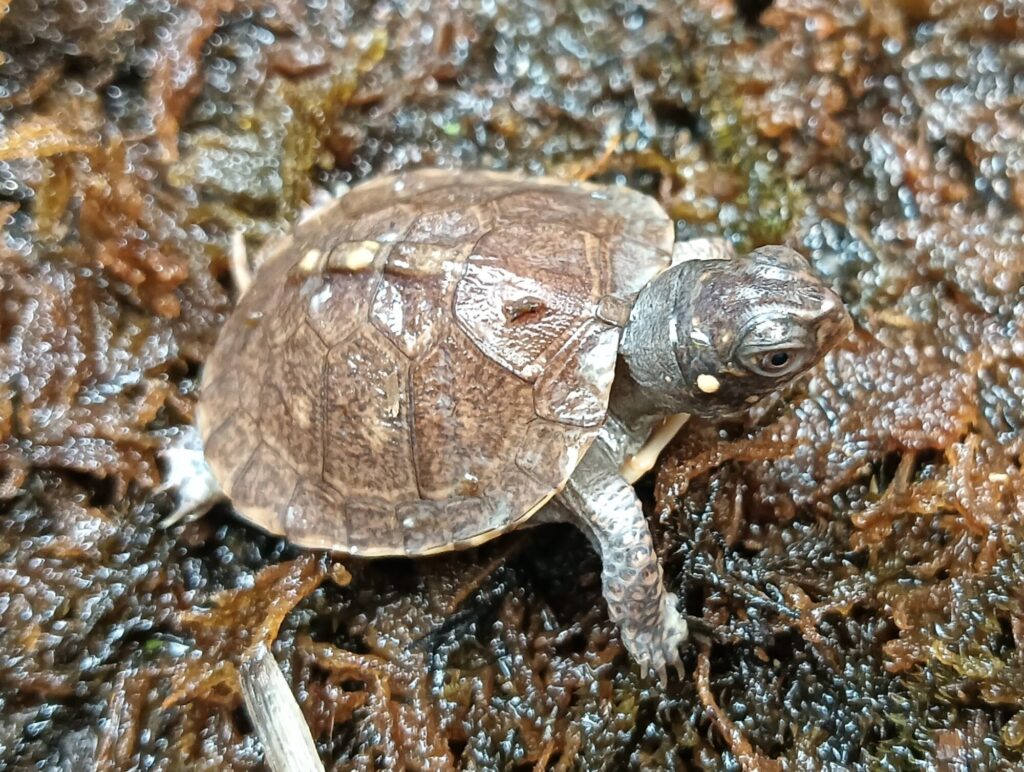 トウブハコガメ　販売