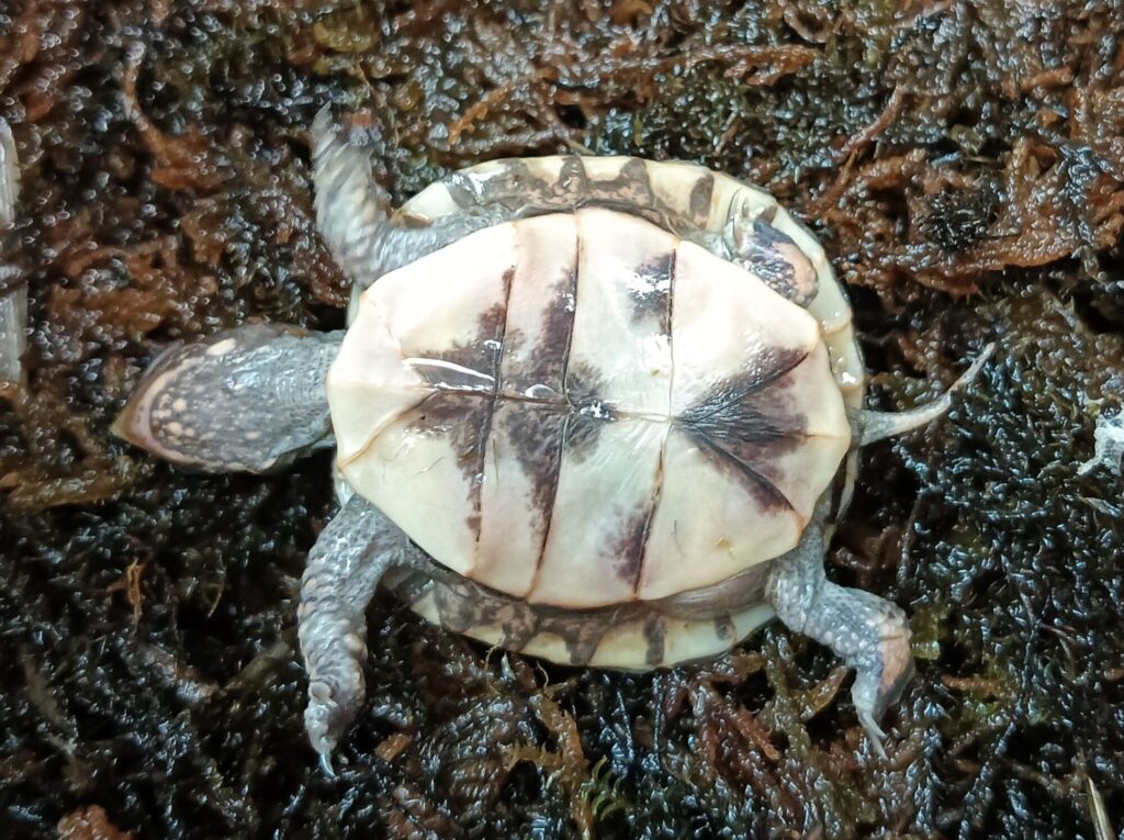 トウブハコガメ　販売