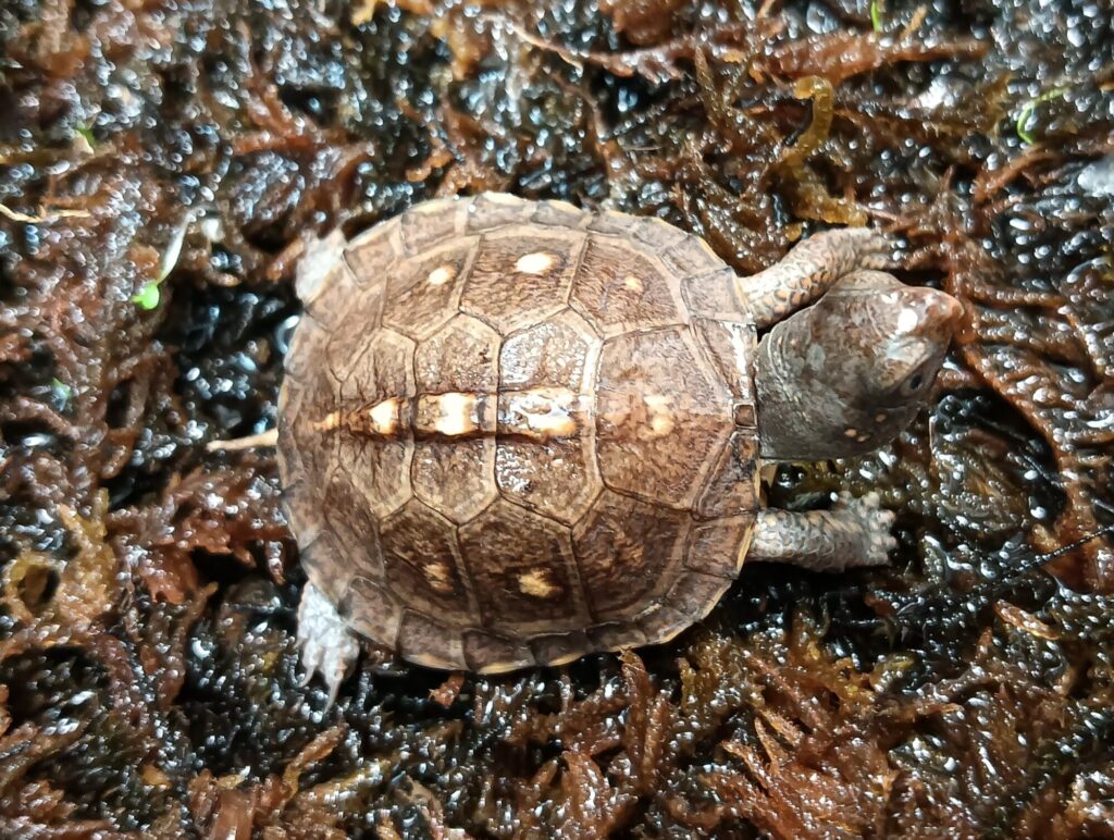 トウブハコガメ　販売