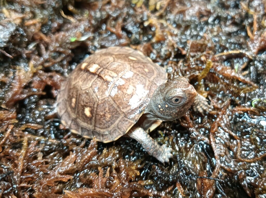 トウブハコガメ　販売