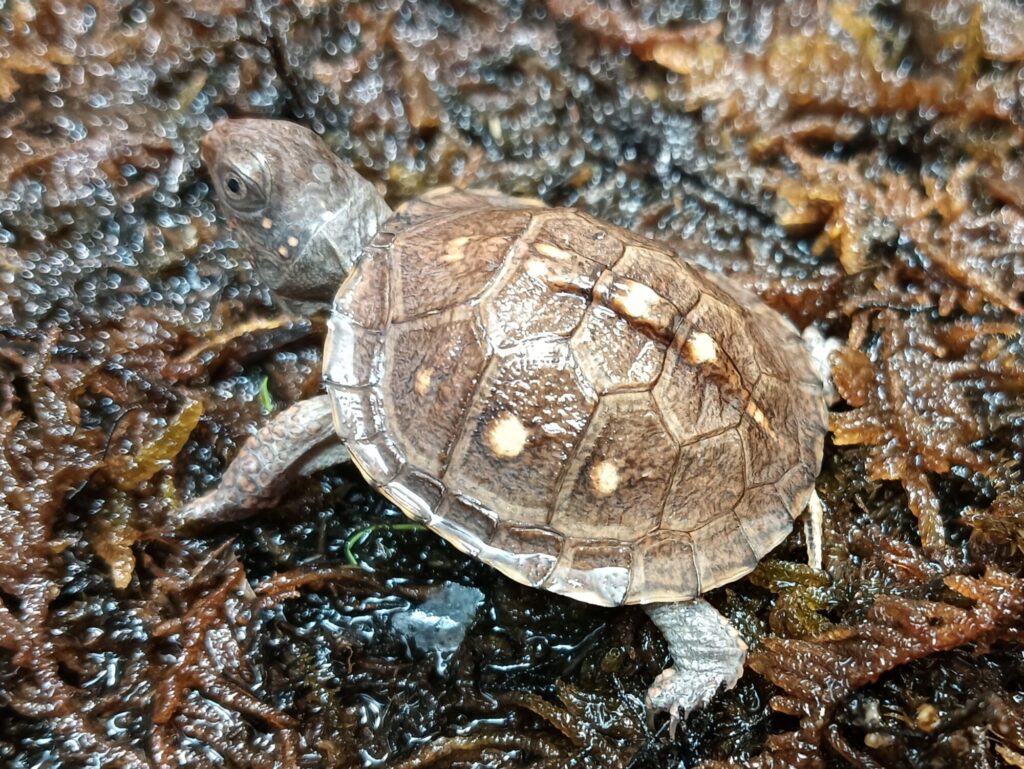 トウブハコガメ　販売