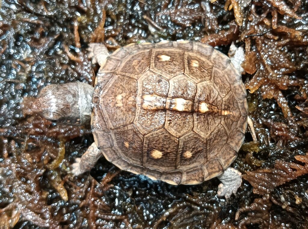 トウブハコガメ　販売