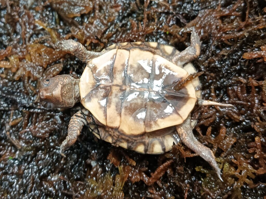 トウブハコガメ　販売