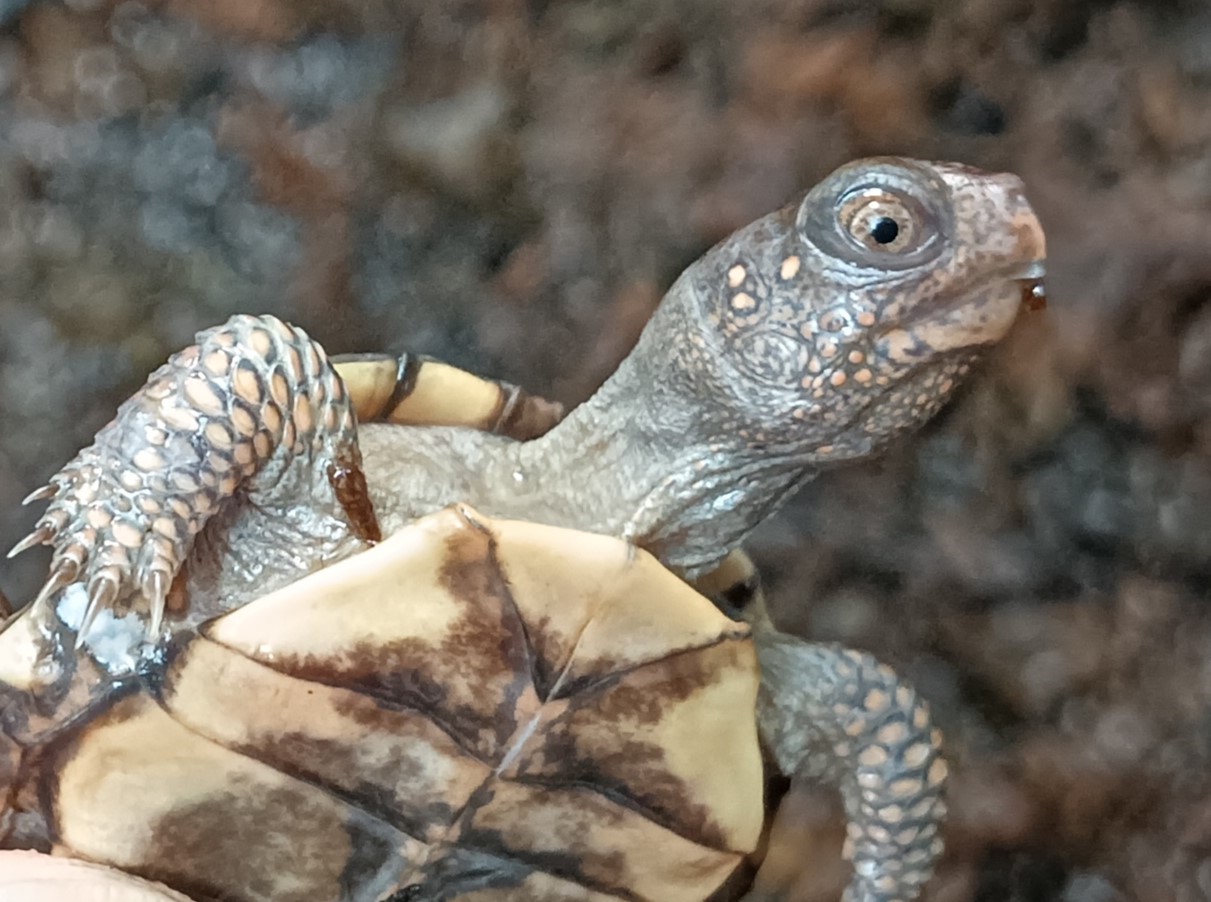 トウブハコガメ　t0725