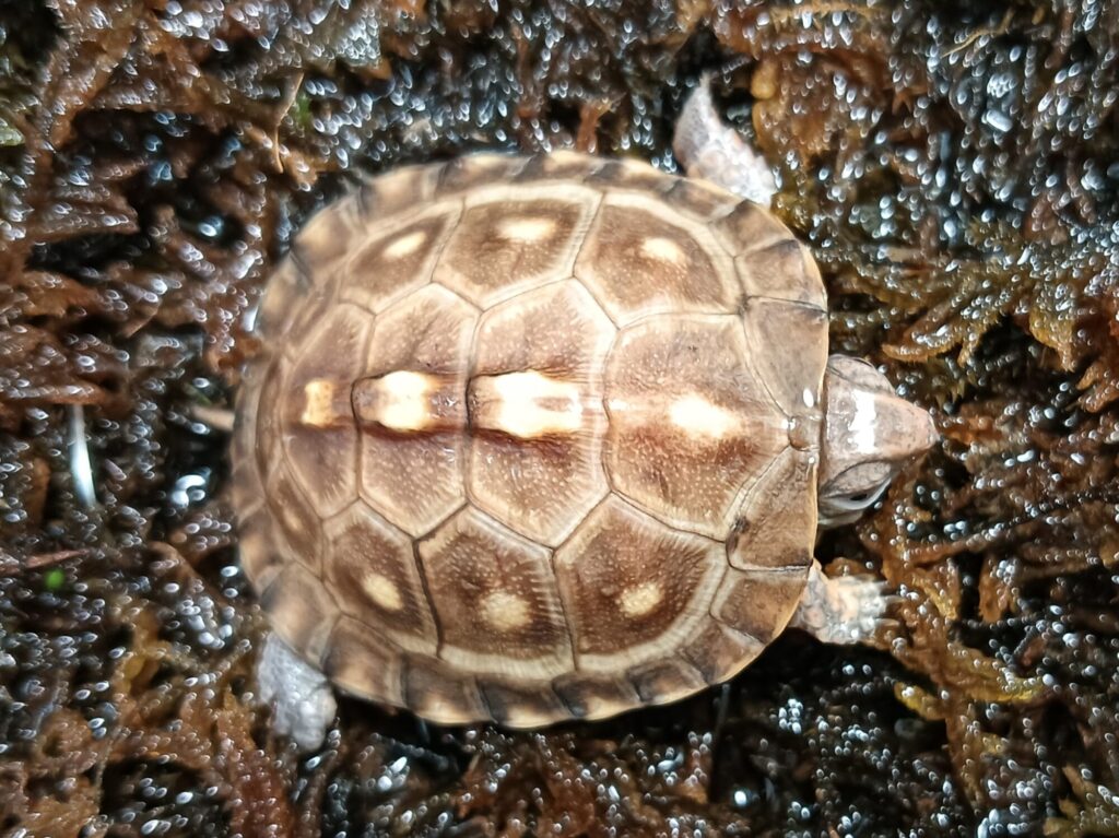 トウブハコガメ　販売