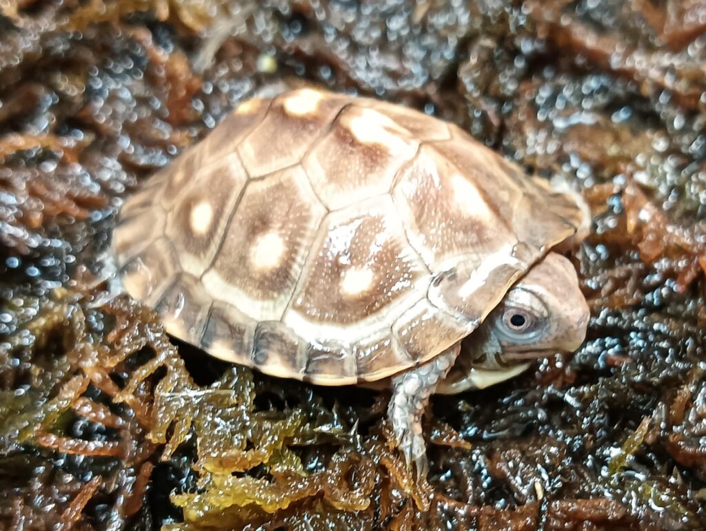 トウブハコガメ　販売