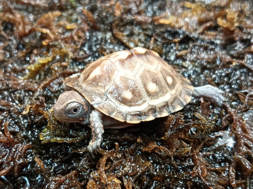 トウブハコガメ　販売