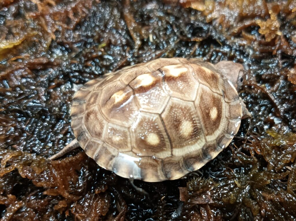 トウブハコガメ　販売