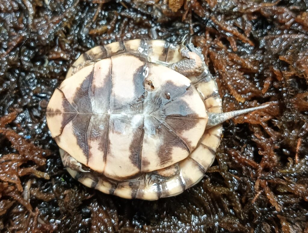 トウブハコガメ　販売
