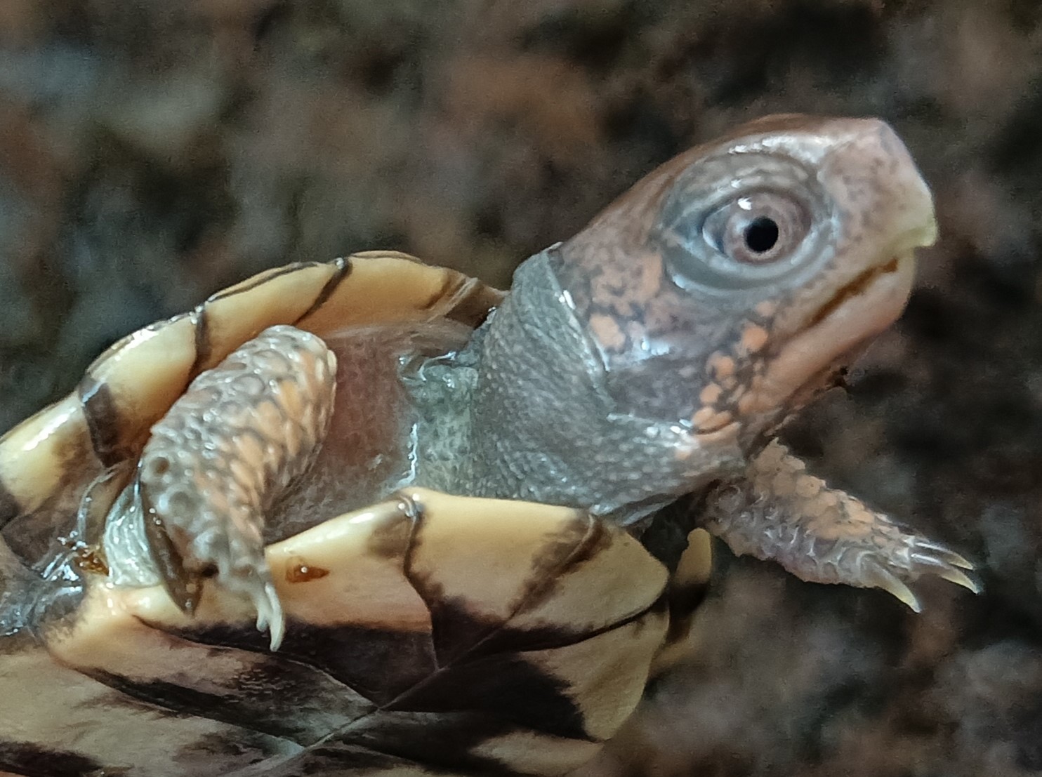 トウブハコガメ　t0825