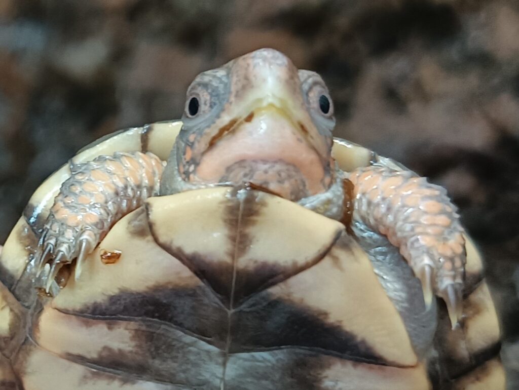 トウブハコガメ　販売