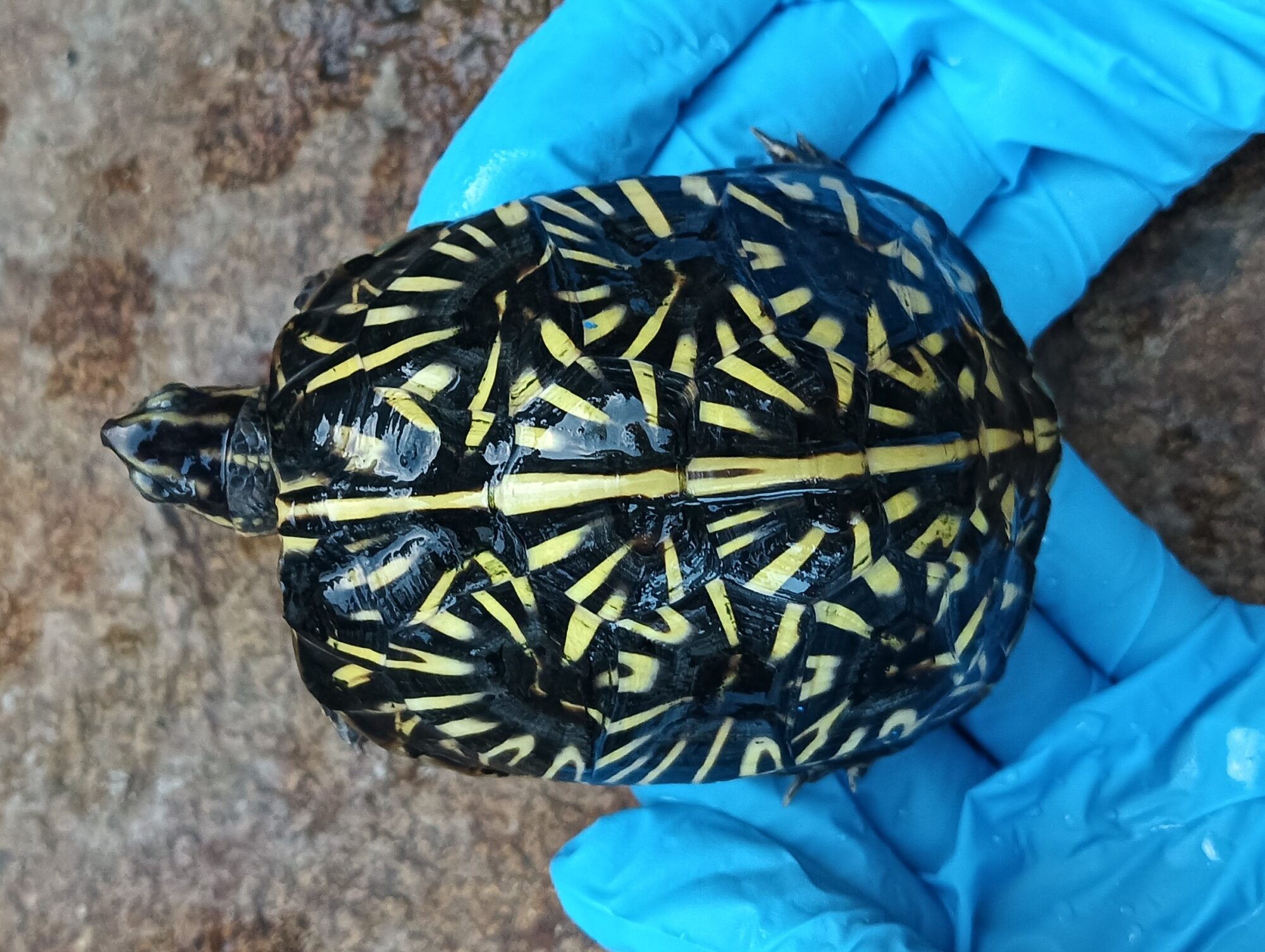 フロリダハコガメ　販売