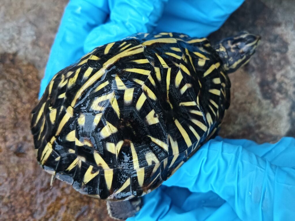 フロリダハコガメ　販売