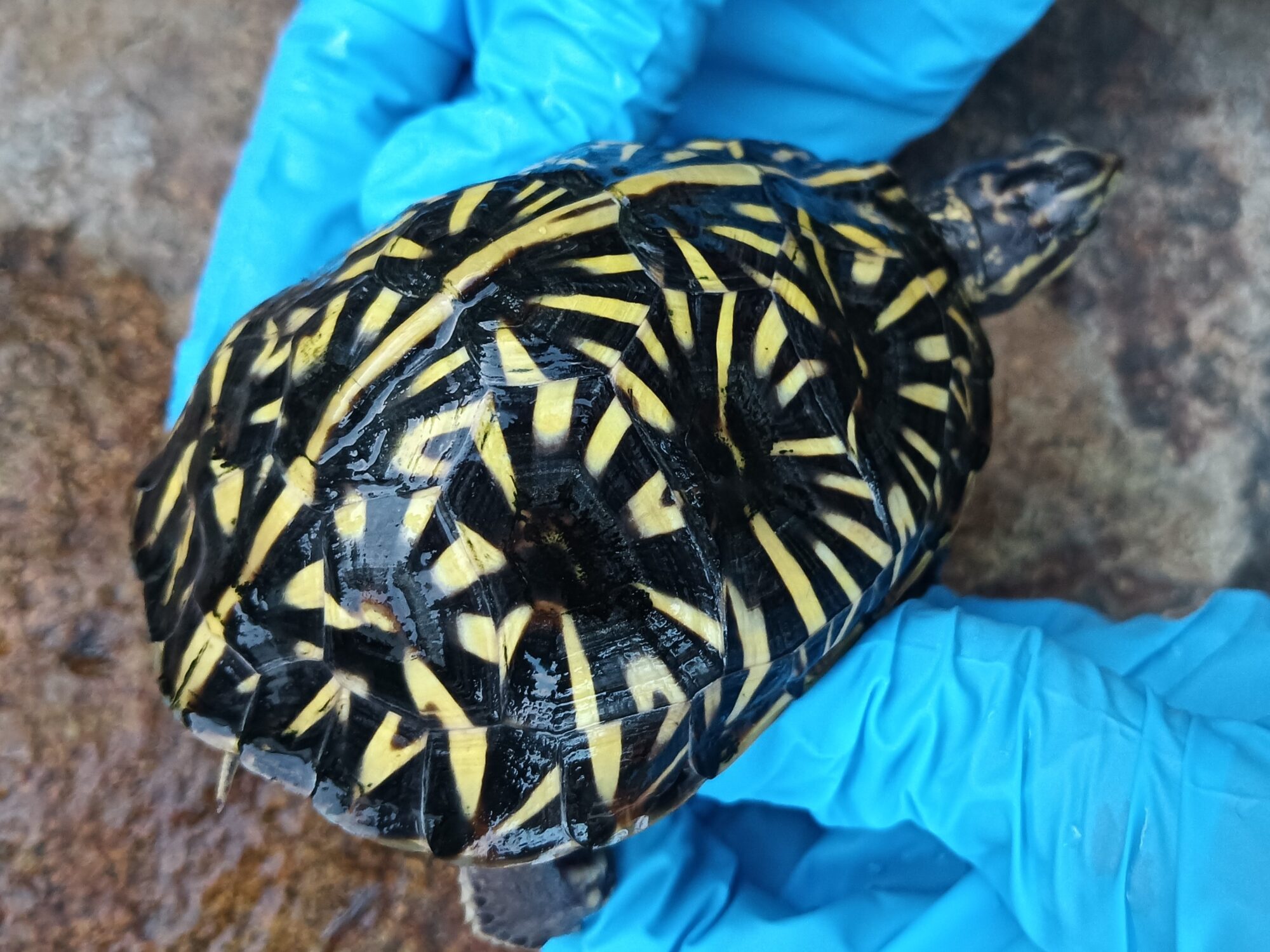 New Arrivals：T.c.bauri 　秘蔵っ子