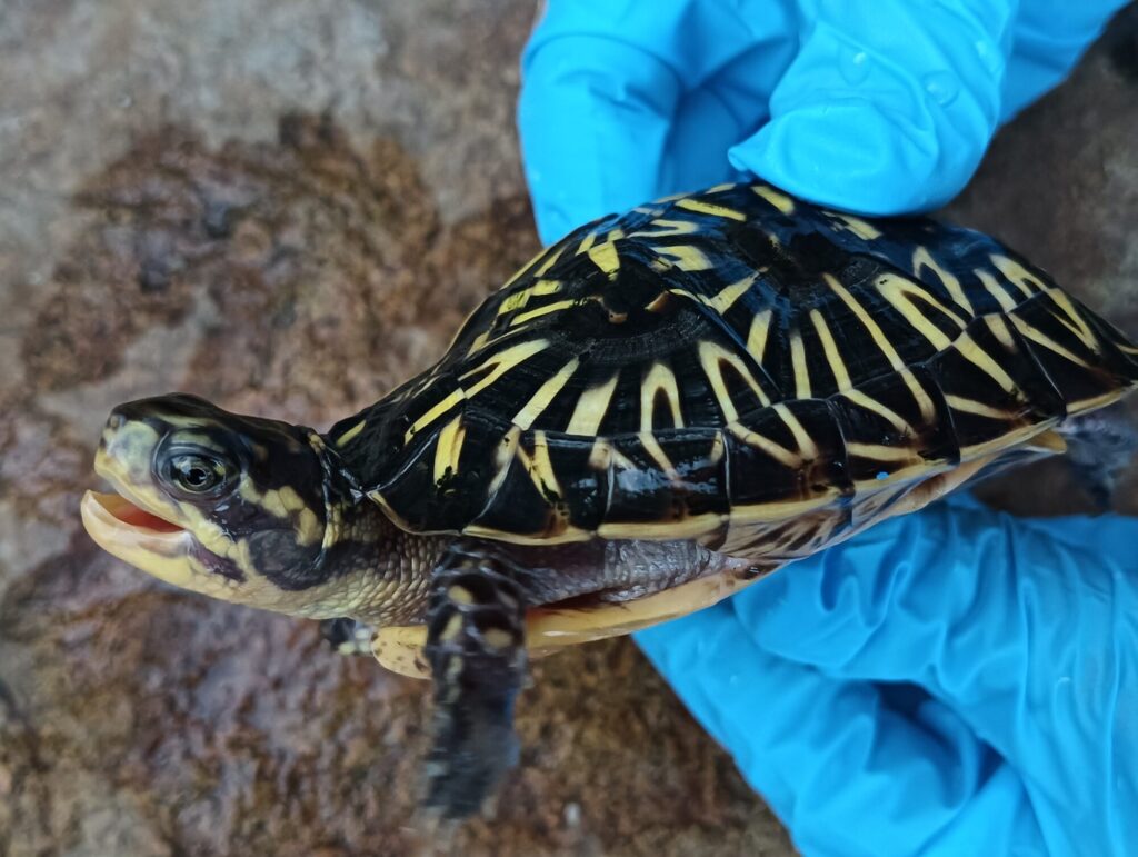 フロリダハコガメ　販売