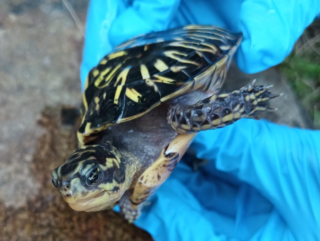 フロリダハコガメ tcb0725 | ANIMA