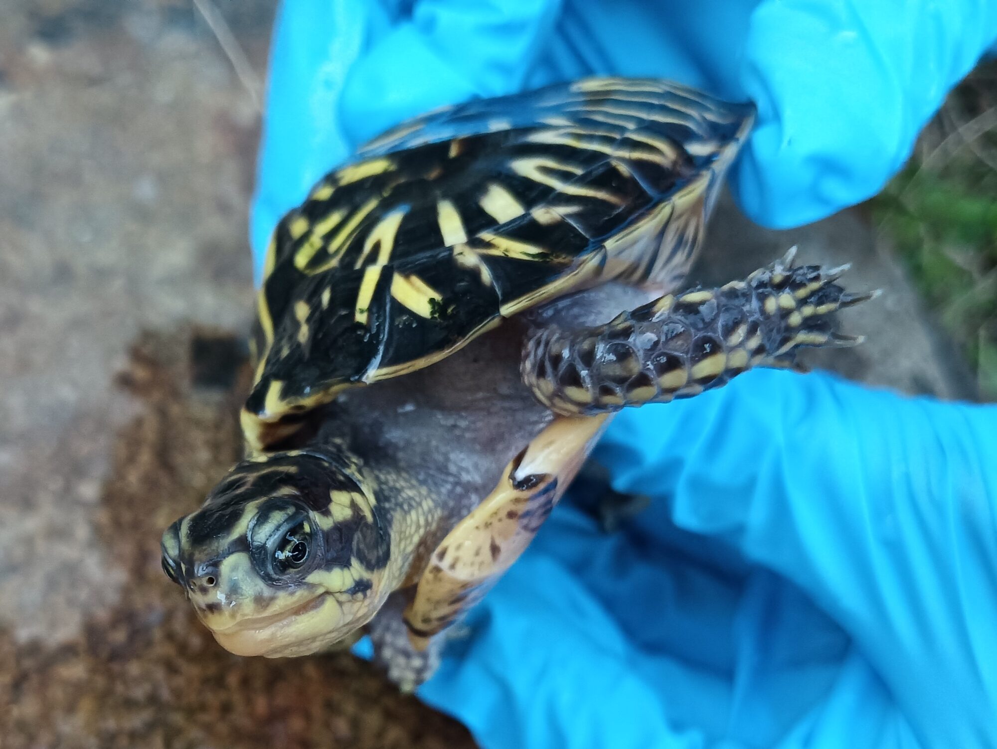 フロリダハコガメ　販売