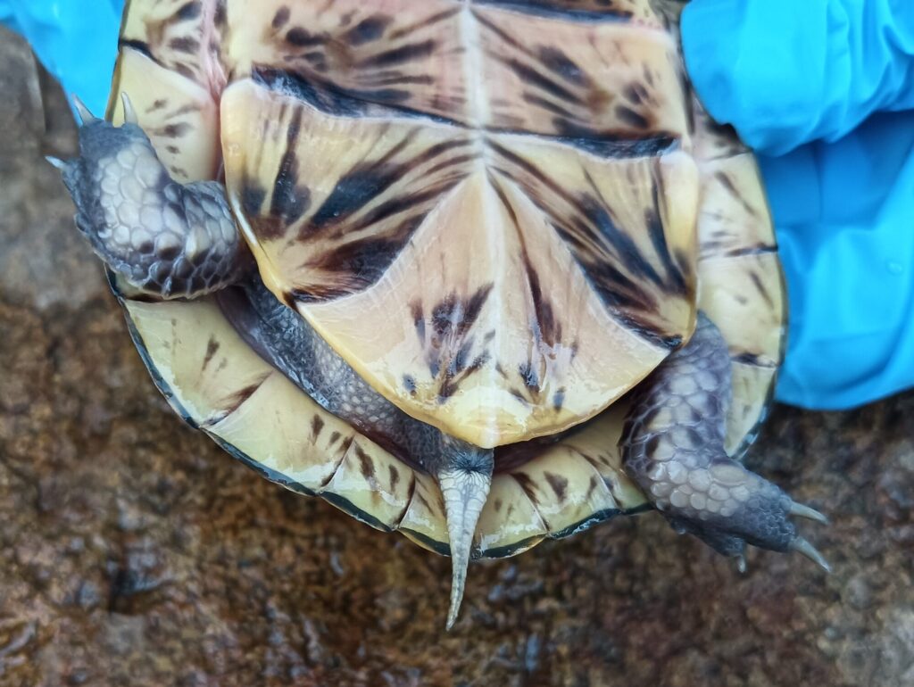 フロリダハコガメ　販売