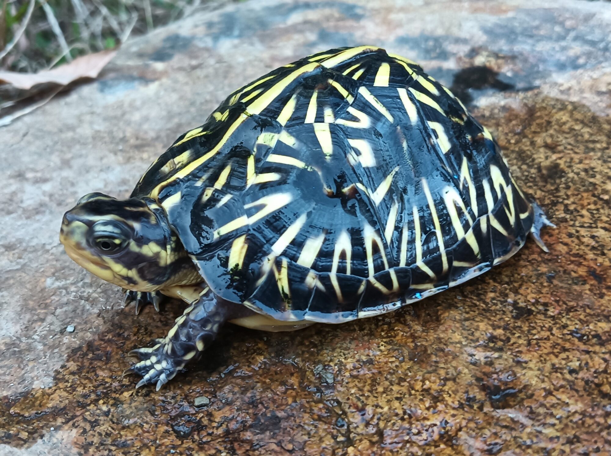 フロリダハコガメ　販売