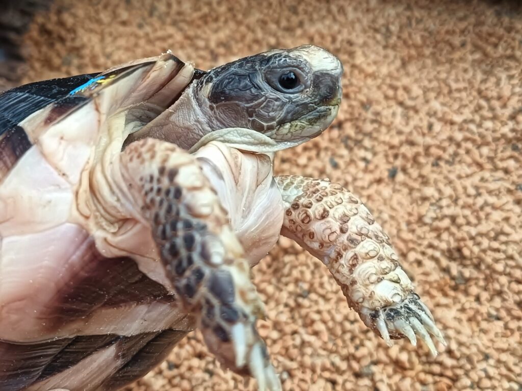 マルギナータリクガメ　販売