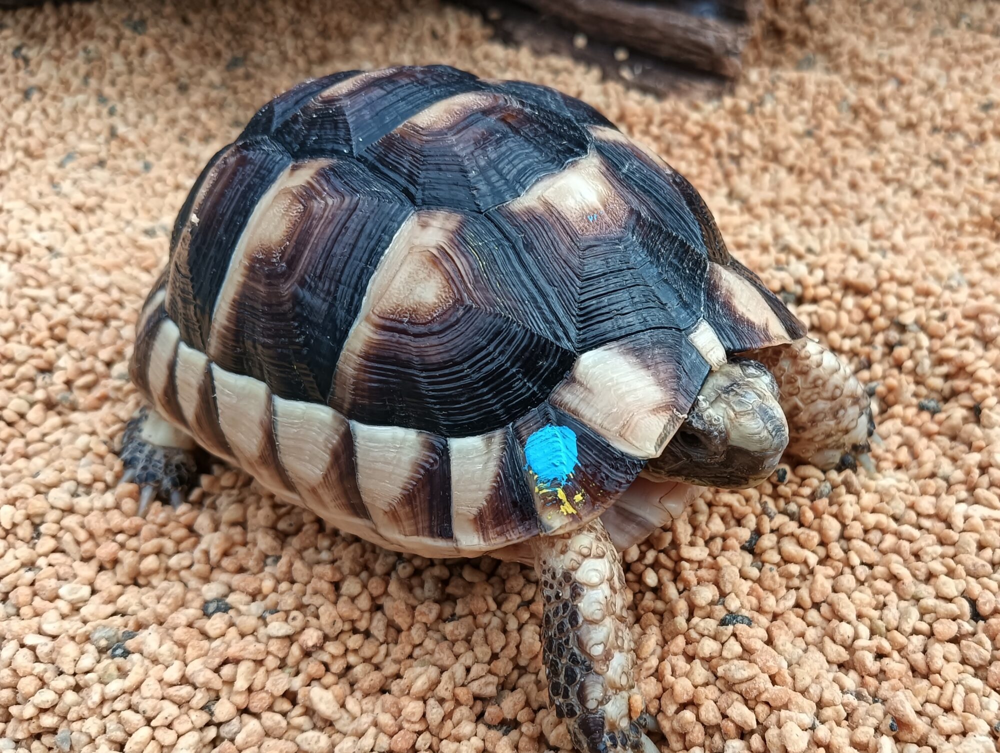 マルギナータリクガメ（マケドニア）tm00224