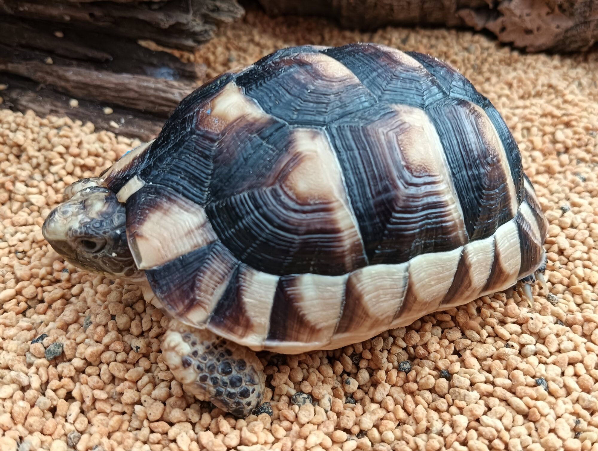 キレイに ゆっくり チチュウカイ